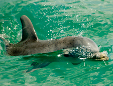 Dolphin Watch swim key west