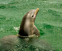 Dolphin wild swim